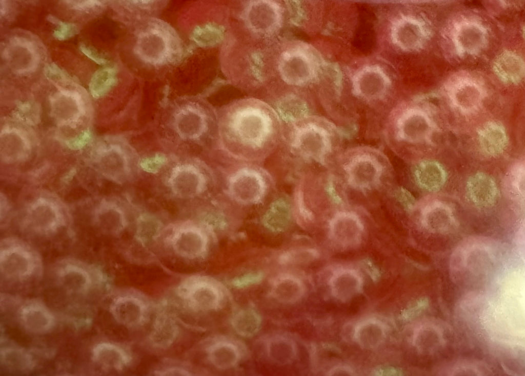 Zombilicious (glow in the dark)
