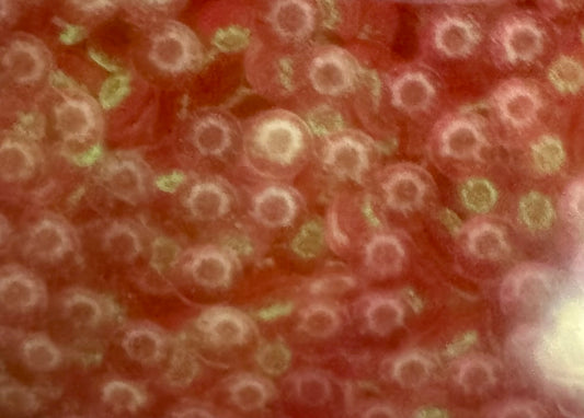 Zombilicious (glow in the dark)